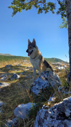 La tana del lupo
